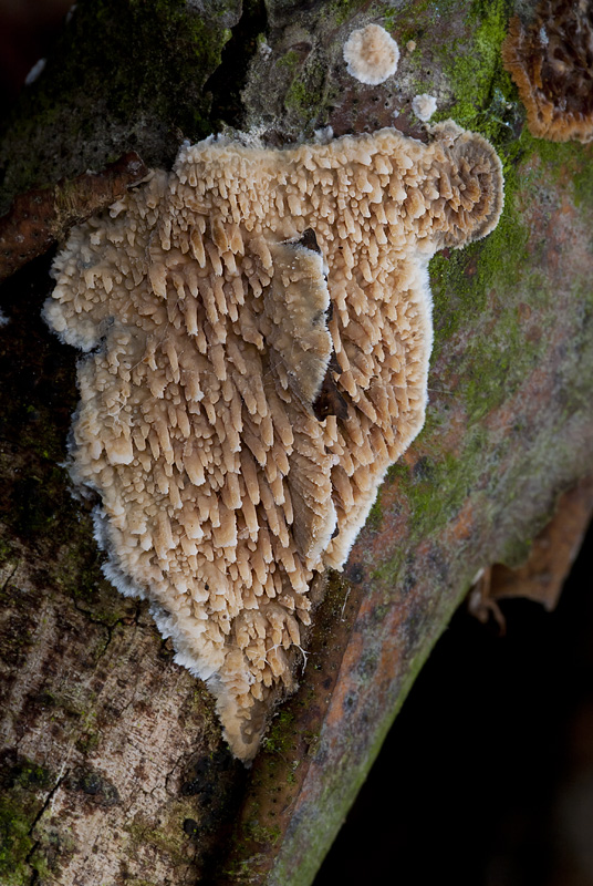 Radulomyces molaris